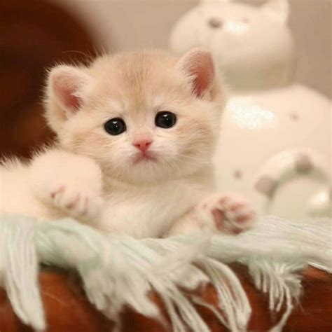 image de chaton drole|chat animal gratuit.